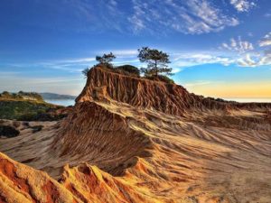 Torrey Pine Tree, La Jolla, California