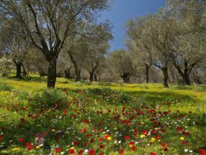 Olive Grove Flowers