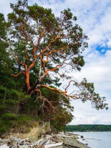 Sacred Arbutus Tree, Oregon