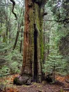 California Incense Cedar, Palomar Mountain, San Diego, California