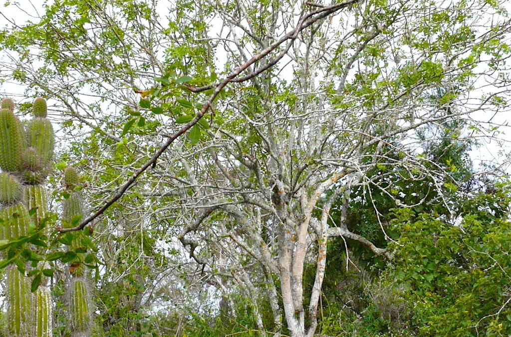 Дерево пала. Bursera graveolens дерево. Пало Санто дерево. Слоновое дерево Пахикормус. Пало Санто и гваяковое дерево.