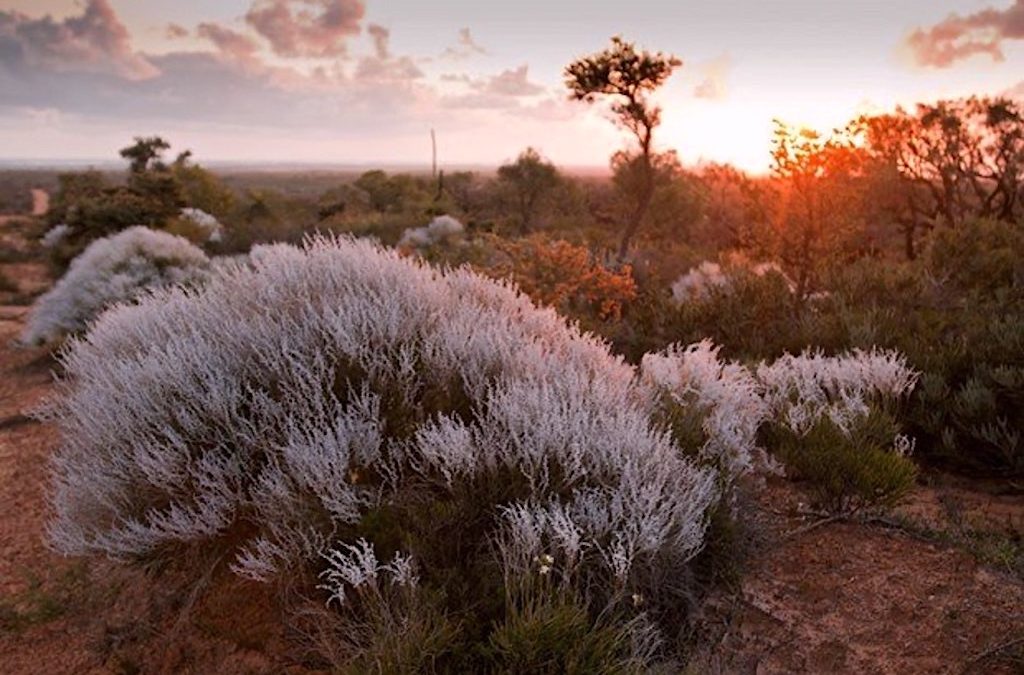 Restoring Quality Life with Wildflowers from the Outback