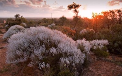 Restoring Quality Life with Wildflowers from the Outback