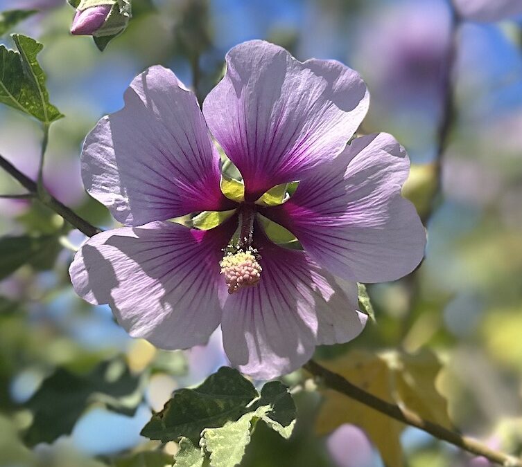 Medicine Flower and the Gifts of an Aromatically Wise Women